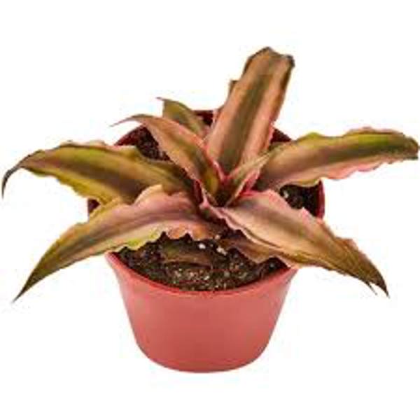 Houseplants Green Shop  Криптантус