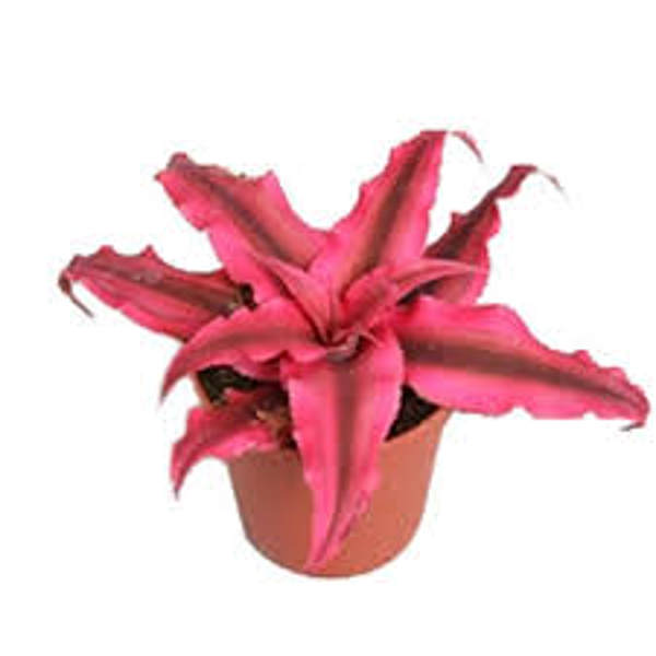 Houseplants Green Shop  Криптантус