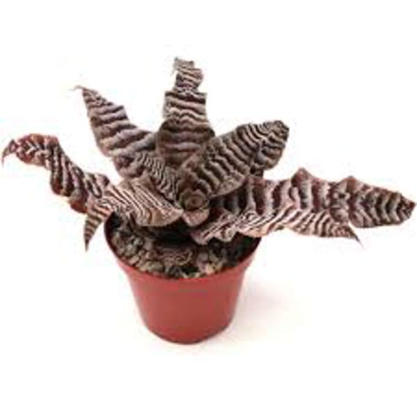 Houseplants Green Shop  Криптантус