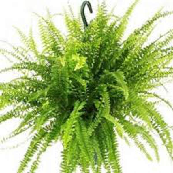 Houseplants Green Shop  Нефролепис