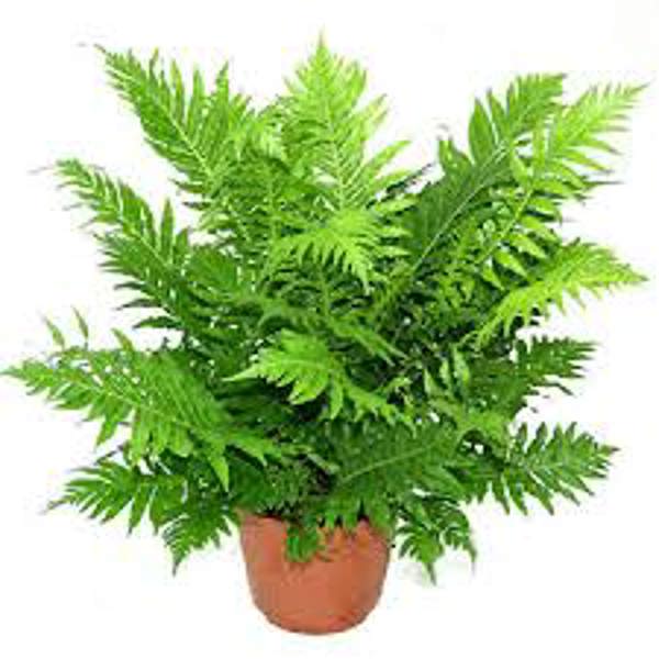 Houseplants Green Shop  Нефролепис