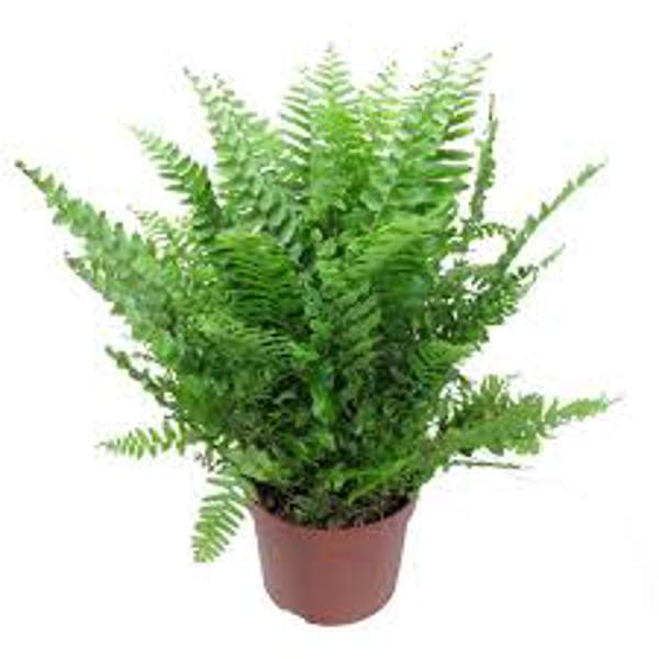 Houseplants Green Shop  Нефролепис
