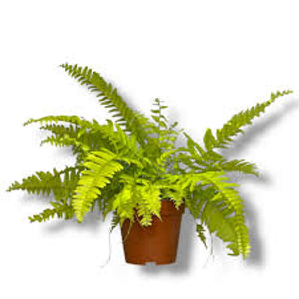 Houseplants Green Shop  Нефролепис