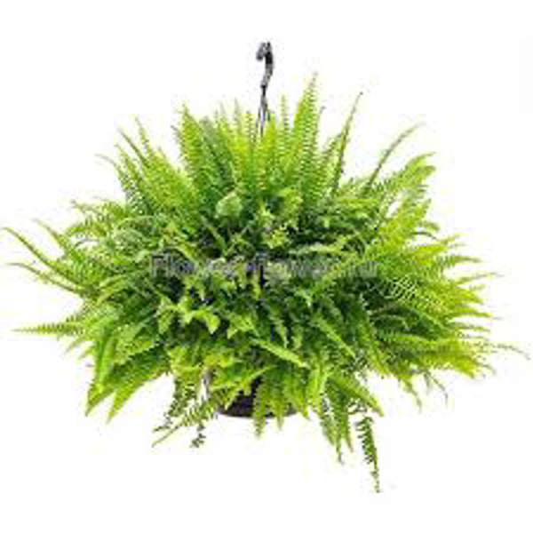Houseplants Green Shop  Нефролепис