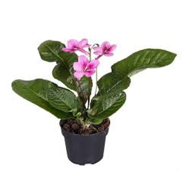 Houseplants Green Shop  Стрептокарпус