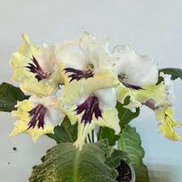 Houseplants Green Shop  Стрептокарпус