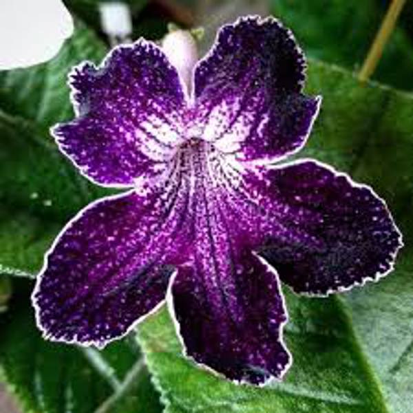 Houseplants Green Shop  Стрептокарпус
