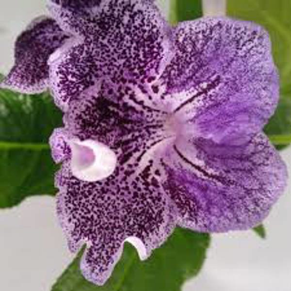 Houseplants Green Shop  Стрептокарпус