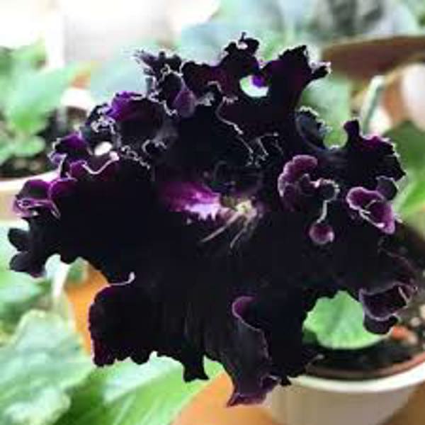 Houseplants Green Shop  Стрептокарпус