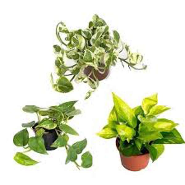 Houseplants Green Shop  Сциндапус