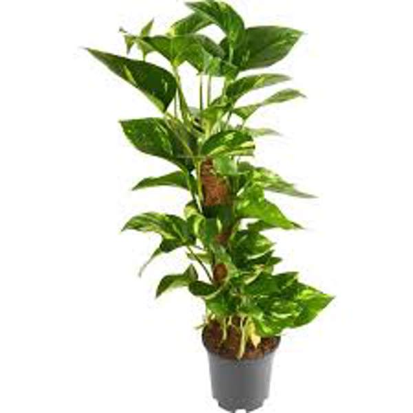 Houseplants Green Shop  Сциндапус