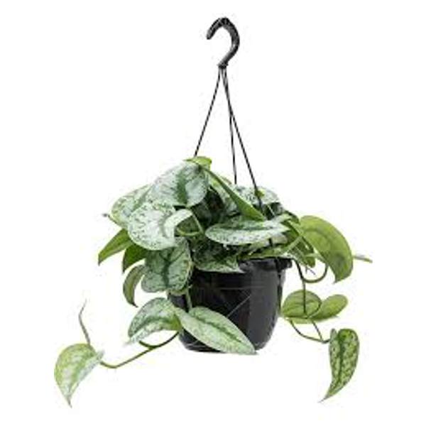 Houseplants Green Shop  Сциндапус