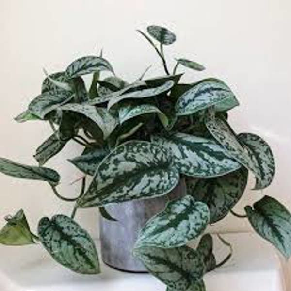 Houseplants Green Shop  Сциндапус