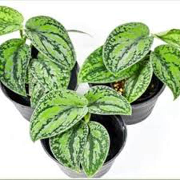 Houseplants Green Shop  Сциндапус