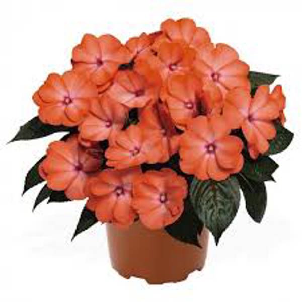 Houseplants Green Shop  Торения