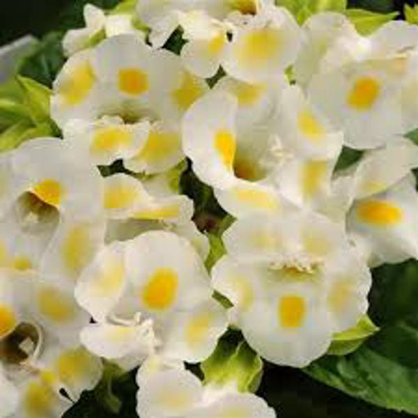 Houseplants Green Shop  Торения