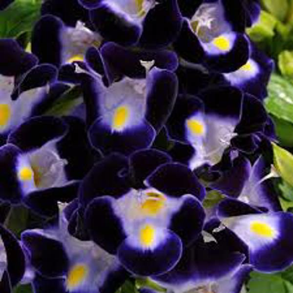 Houseplants Green Shop  Торения