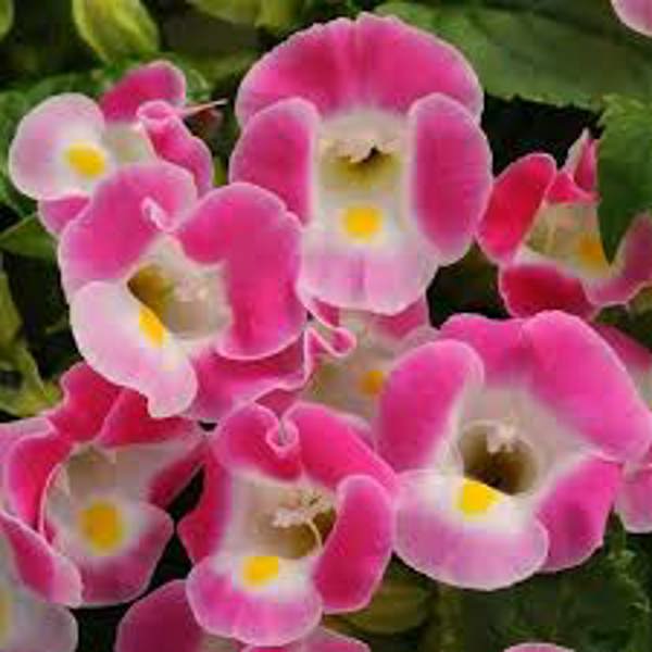 Houseplants Green Shop  Торения