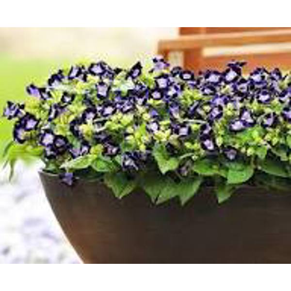 Houseplants Green Shop  Торения