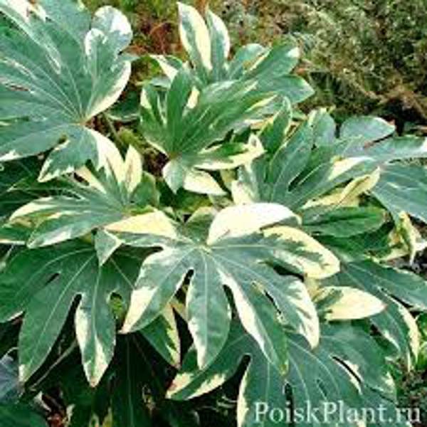 Houseplants Green Shop  Фатсия