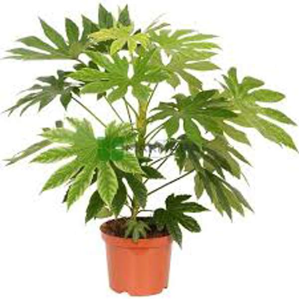 Houseplants Green Shop  Фатсия