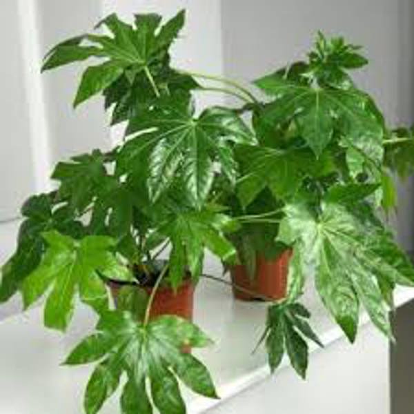Houseplants Green Shop  Фатсия