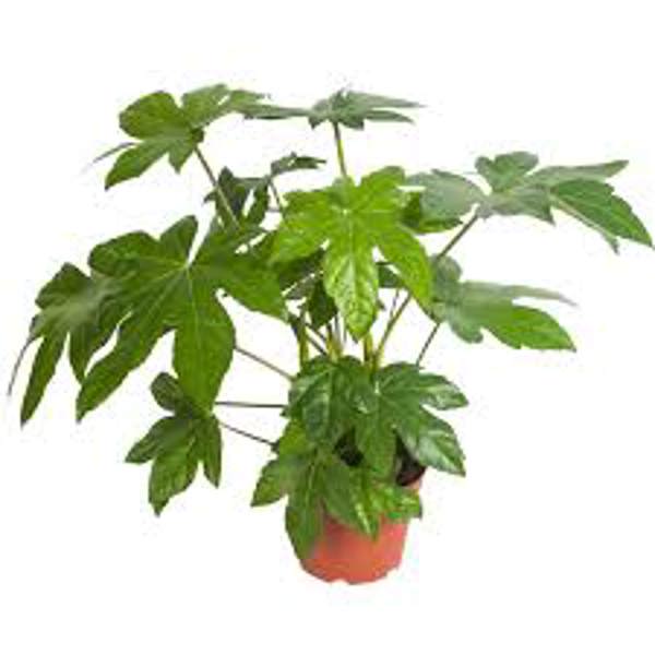 Houseplants Green Shop  Фатсия