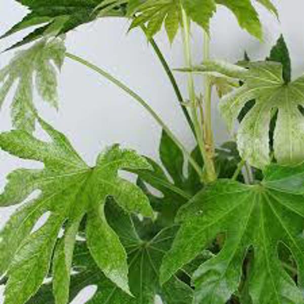 Houseplants Green Shop  Фатсия
