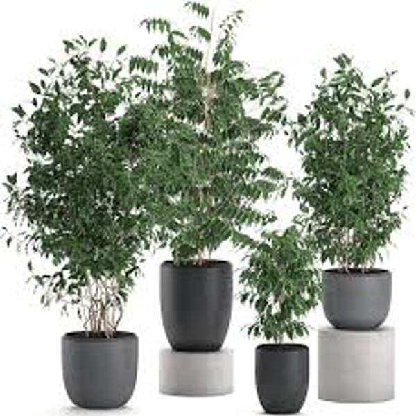 Houseplants Green Shop  Фикус бенджамина