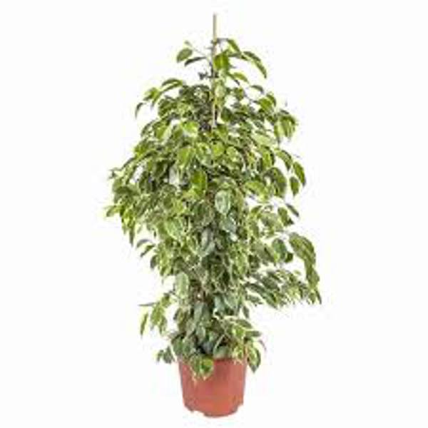 Houseplants Green Shop  Фикус бенджамина