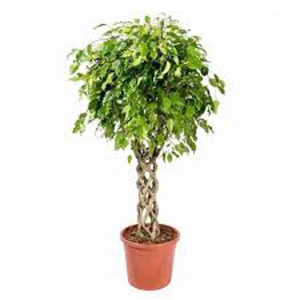 Houseplants Green Shop  Фикус бенджамина