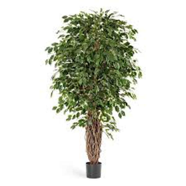 Houseplants Green Shop  Фикус бенджамина