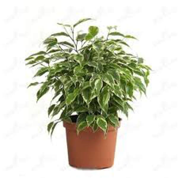 Houseplants Green Shop  Фикус бенджамина