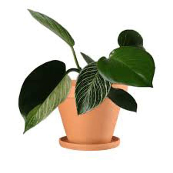 Houseplants Green Shop  Филодендрон