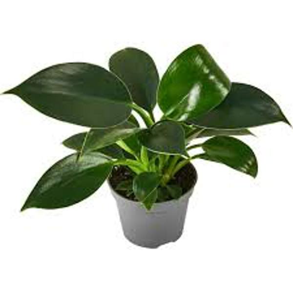 Houseplants Green Shop  Филодендрон