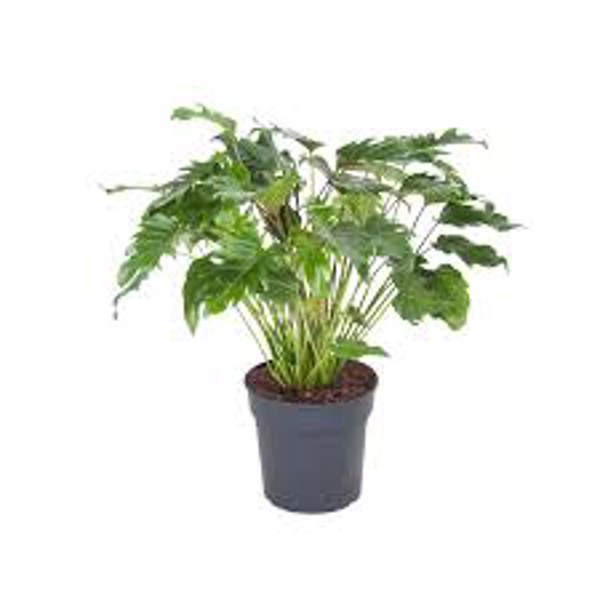 Houseplants Green Shop  Филодендрон