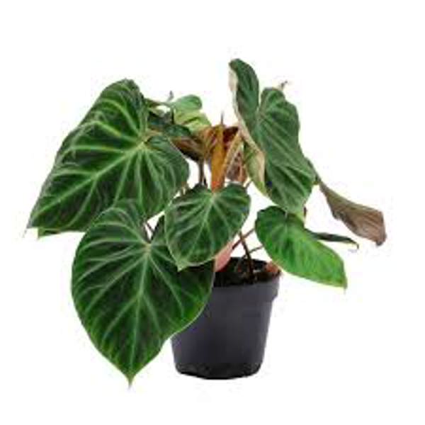 Houseplants Green Shop  Филодендрон