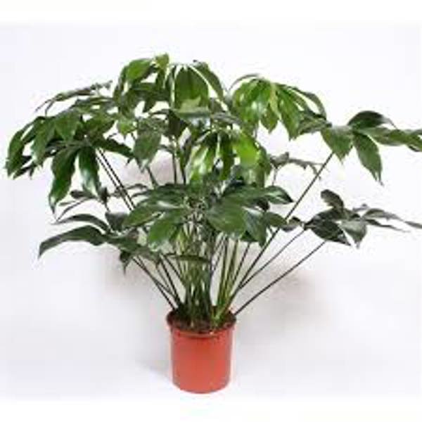 Houseplants Green Shop  Филодендрон