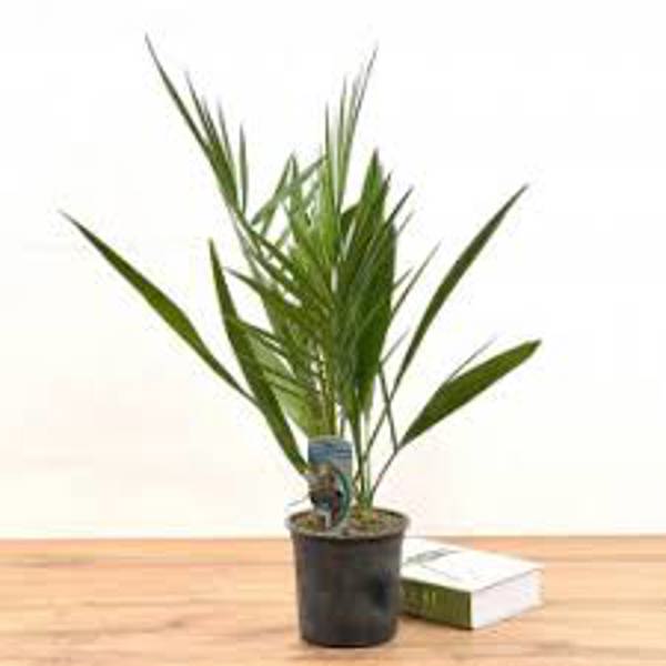 Houseplants Green Shop  Финиковая пальма