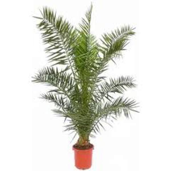 Houseplants Green Shop  Финиковая пальма