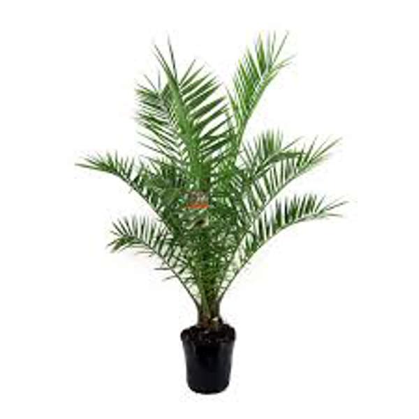 Houseplants Green Shop  Финиковая пальма