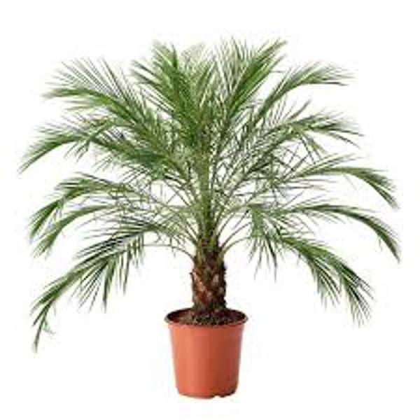 Houseplants Green Shop  Финиковая пальма