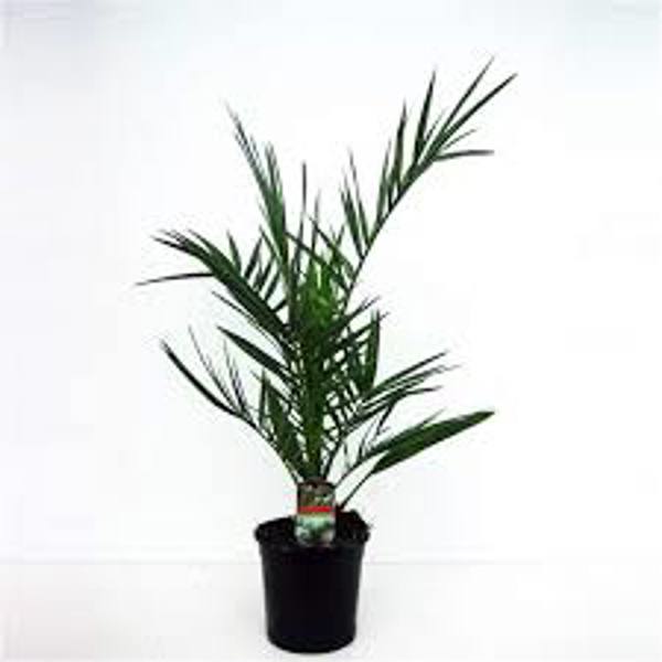 Houseplants Green Shop  Финиковая пальма