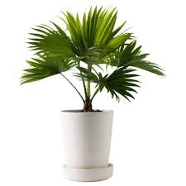 Houseplants Green Shop  Пальма ливинстона