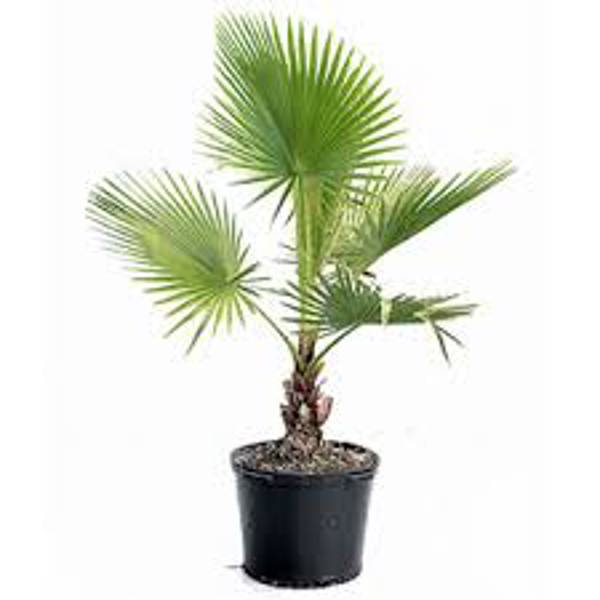Houseplants Green Shop  Пальма ливинстона