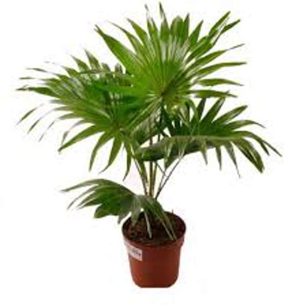 Houseplants Green Shop  Пальма ливинстона