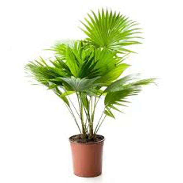 Houseplants Green Shop  Пальма ливинстона