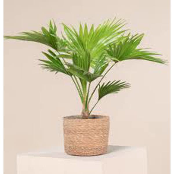 Houseplants Green Shop  Пальма ливинстона