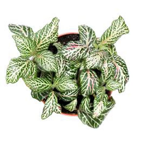 Houseplants Green Shop  Фиттония
