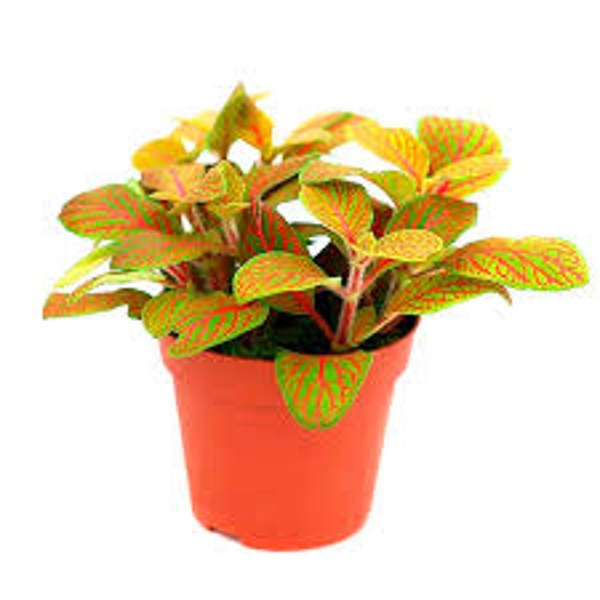 Houseplants Green Shop  Фиттония